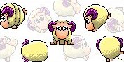 sheep2